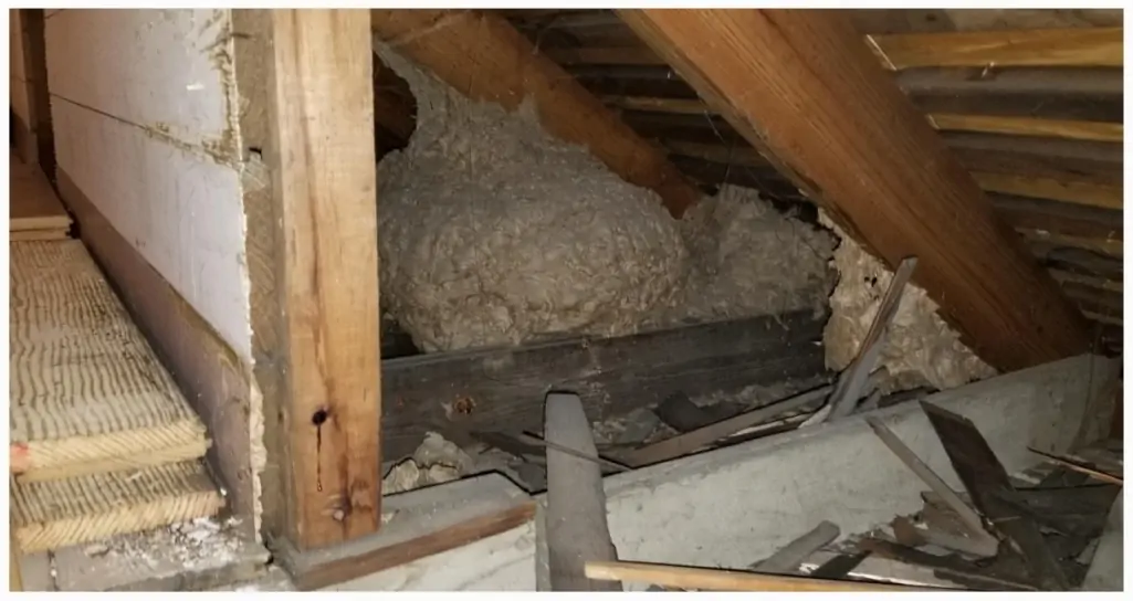 wasp nest in loft