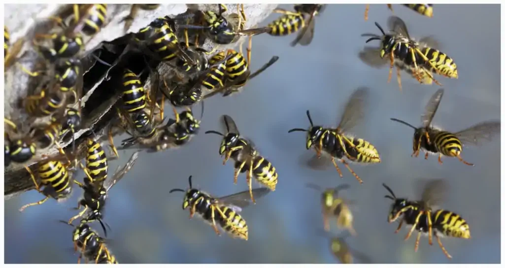 UK Wasp Population