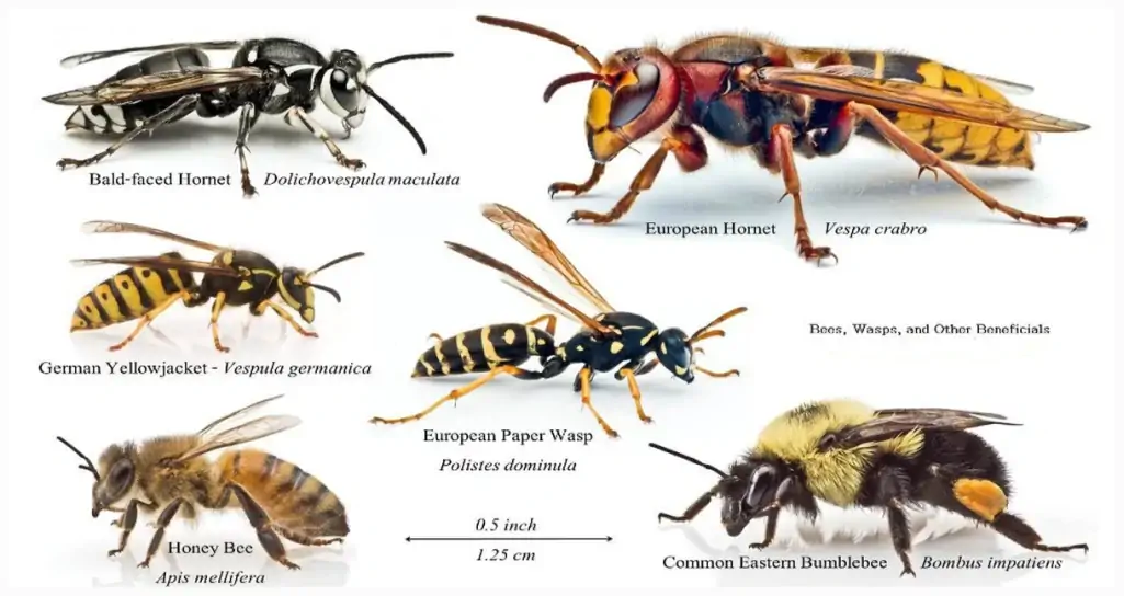 wasp varieties