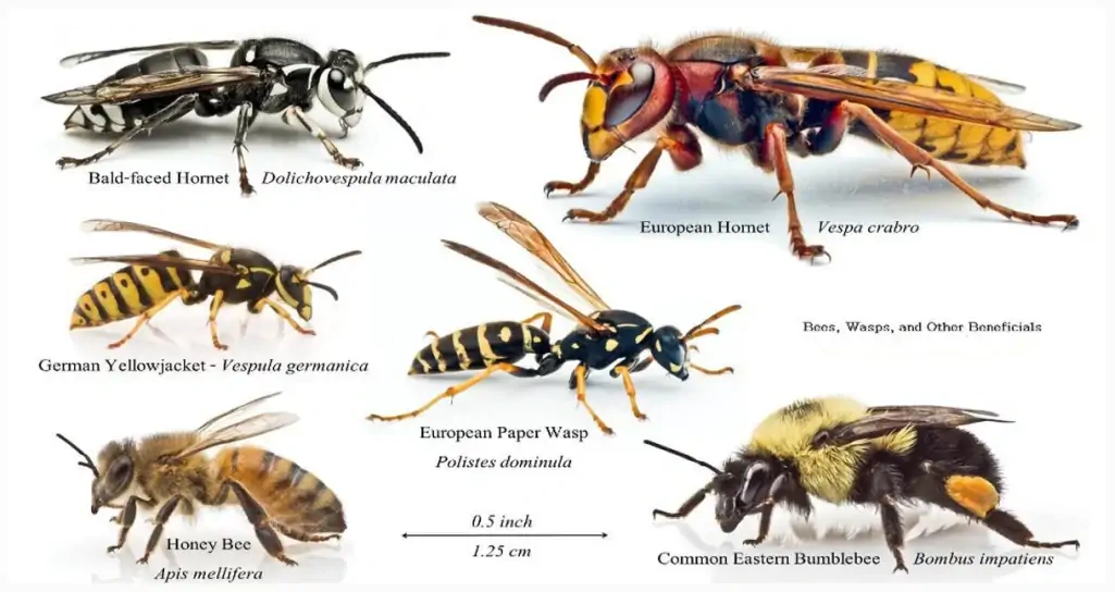 Wasp Varieties