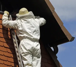removal of wasp nest