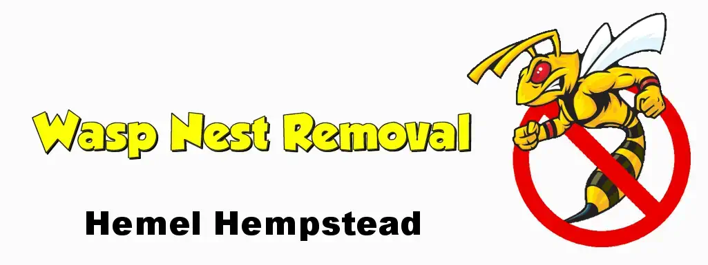 wasp nest removal hemel hempstead