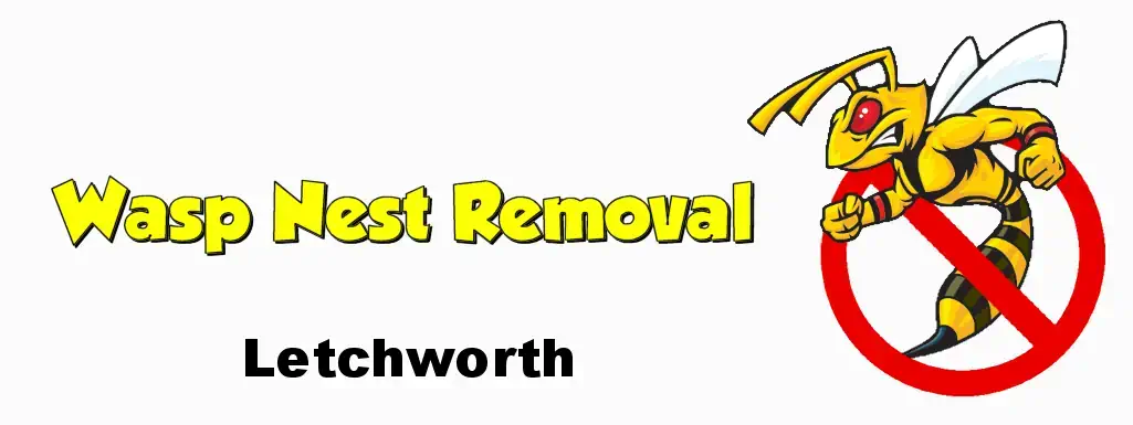 wasp nest removal letchworth
