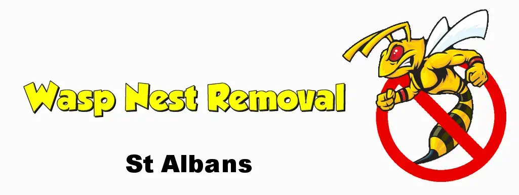wasp nest removal st albans