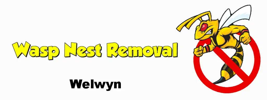 wasp nest removal welwyn